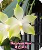 Phal. tetraspis Green